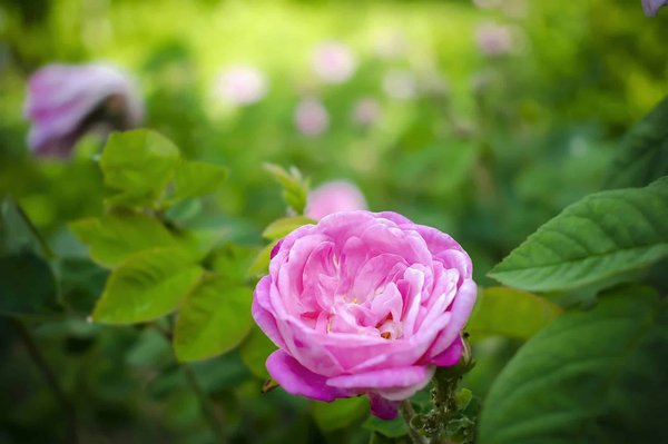 Quelles options de boutons de manchette féminins sont disponibles pour une tenue habillée?